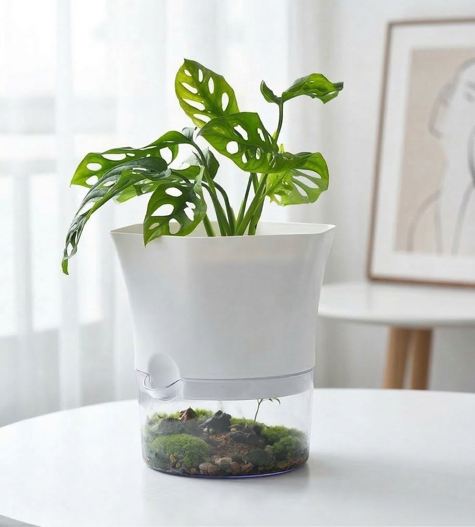 Self Watering Planter with Clear Base