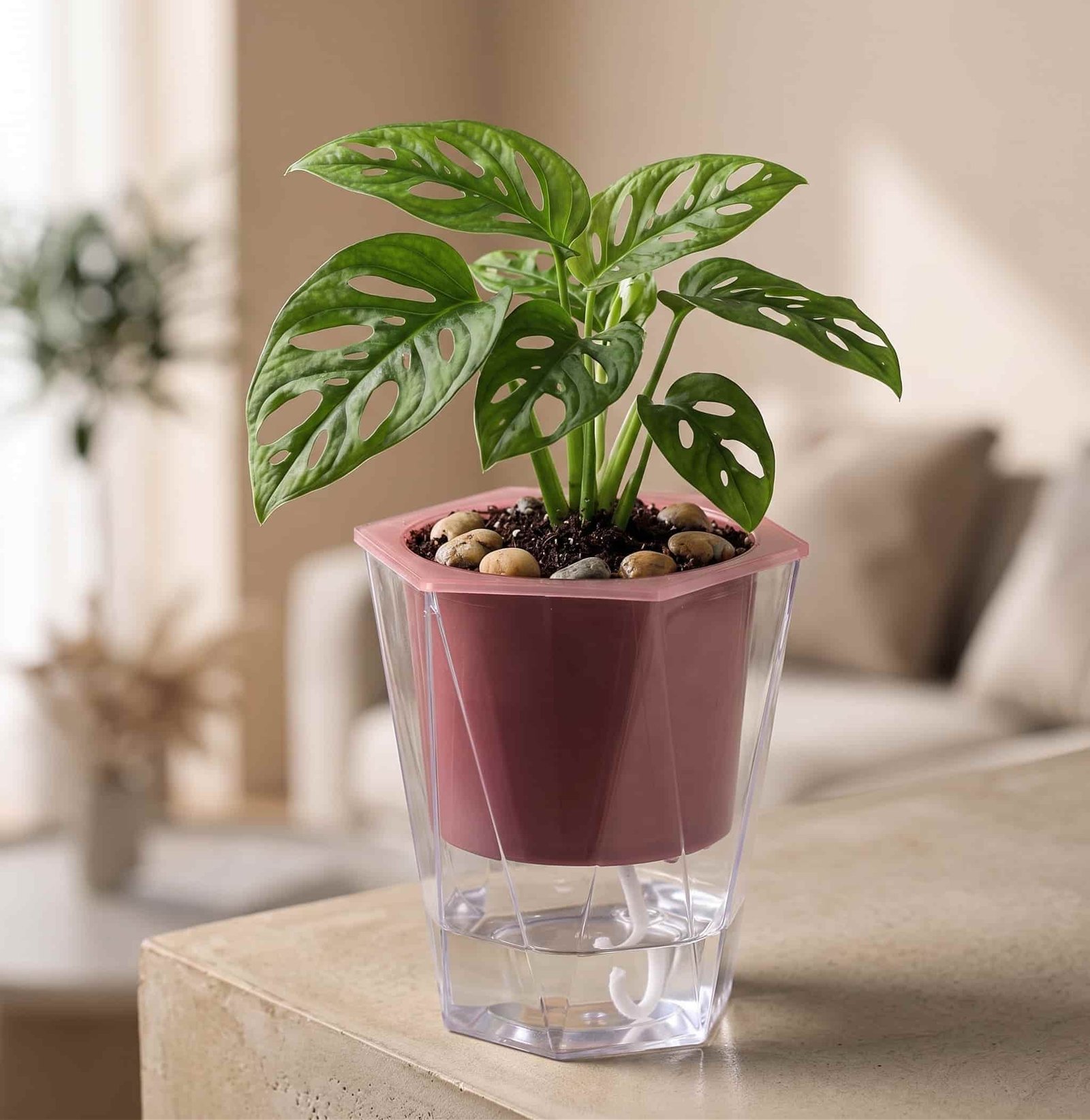 4 Self Watering Pot with Special Price