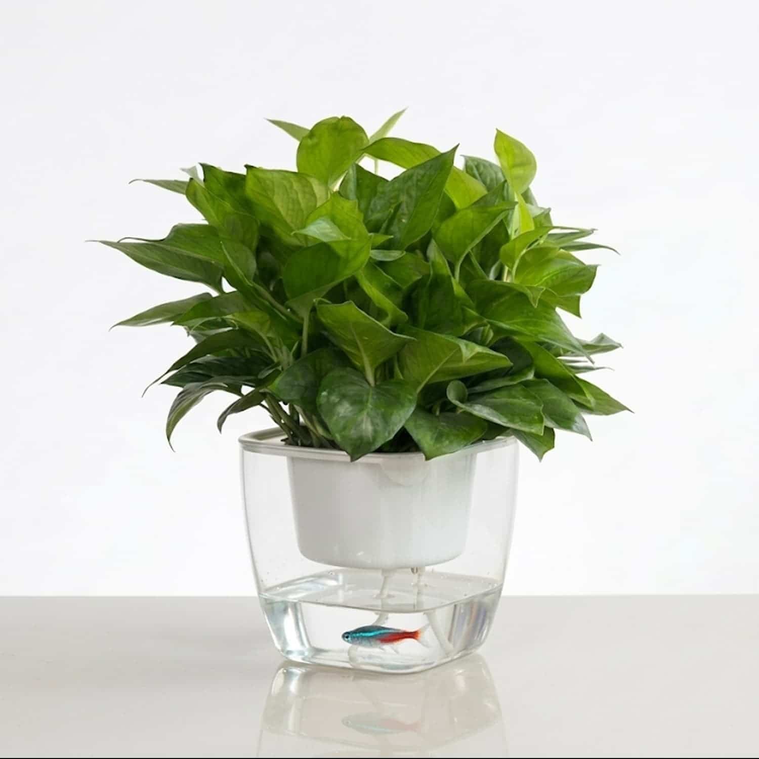 4 Self Watering Pot with Special Price